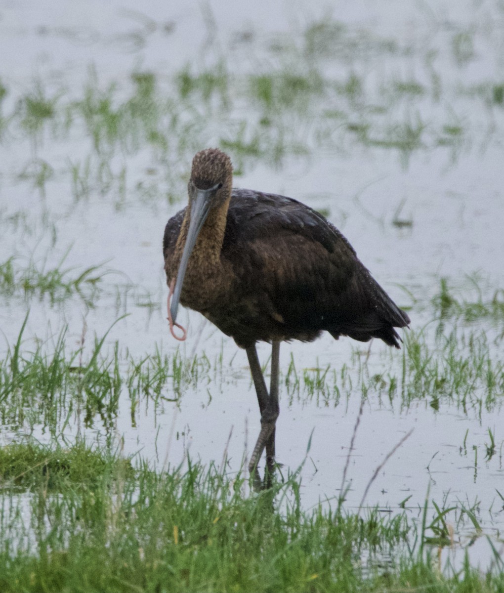 Glossy Ibis - ML645179210