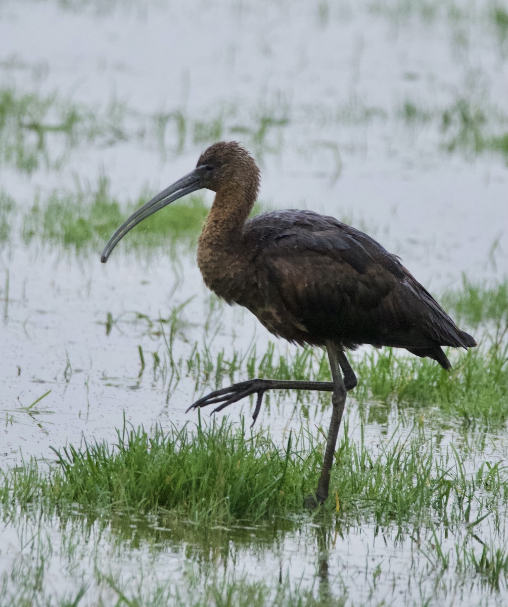 Glossy Ibis - ML645179211