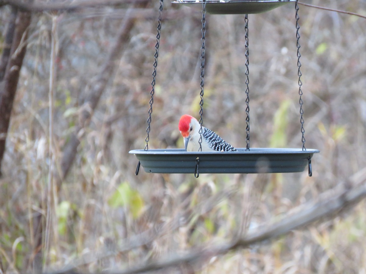 Carpintero de Carolina - ML645179232