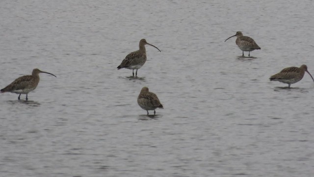 Eurasian Curlew - ML645179241