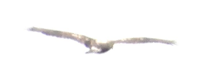 Itsas arrano buruzuria - ML645179248