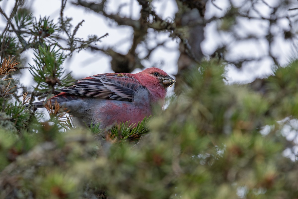 Hakengimpel - ML645179257