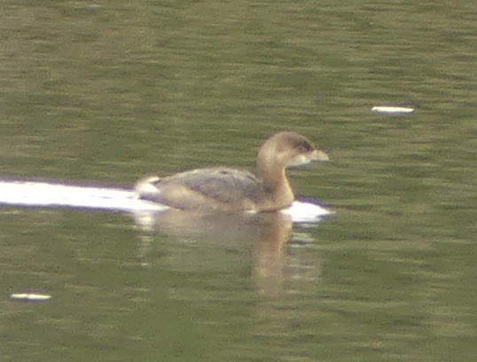 Pied-billed Grebe - ML645179277