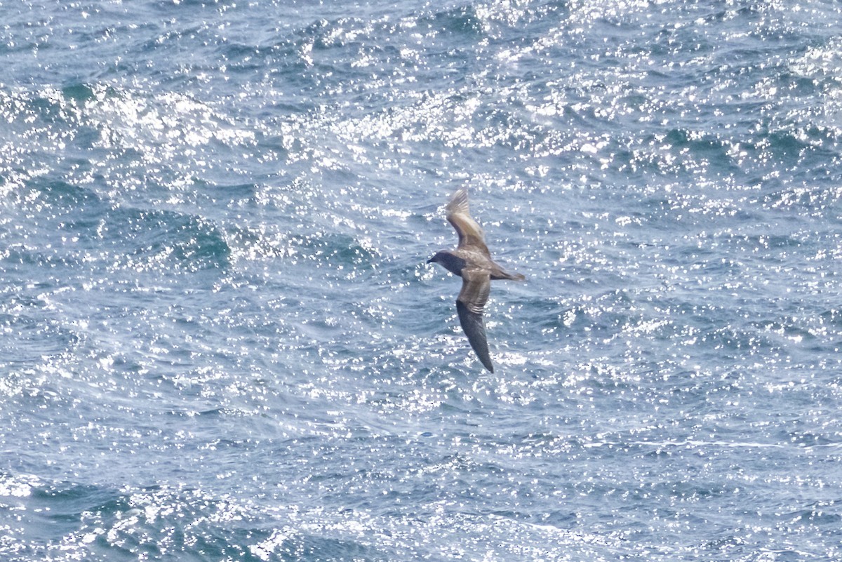 Murphysturmvogel - ML645179287