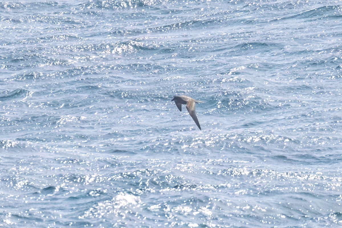 Murphysturmvogel - ML645179288