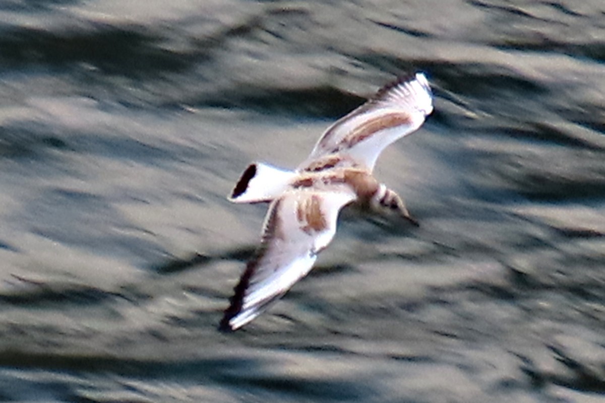 racek chechtavý - ML645179289