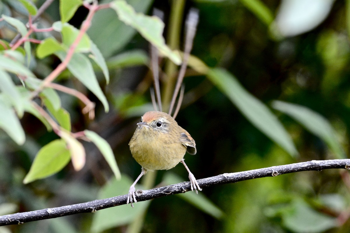 Des Murs's Wiretail - ML645179297