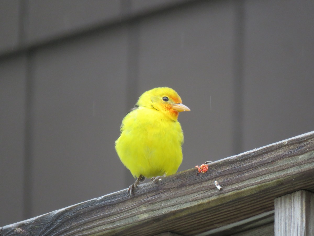 Western Tanager - ML645179318