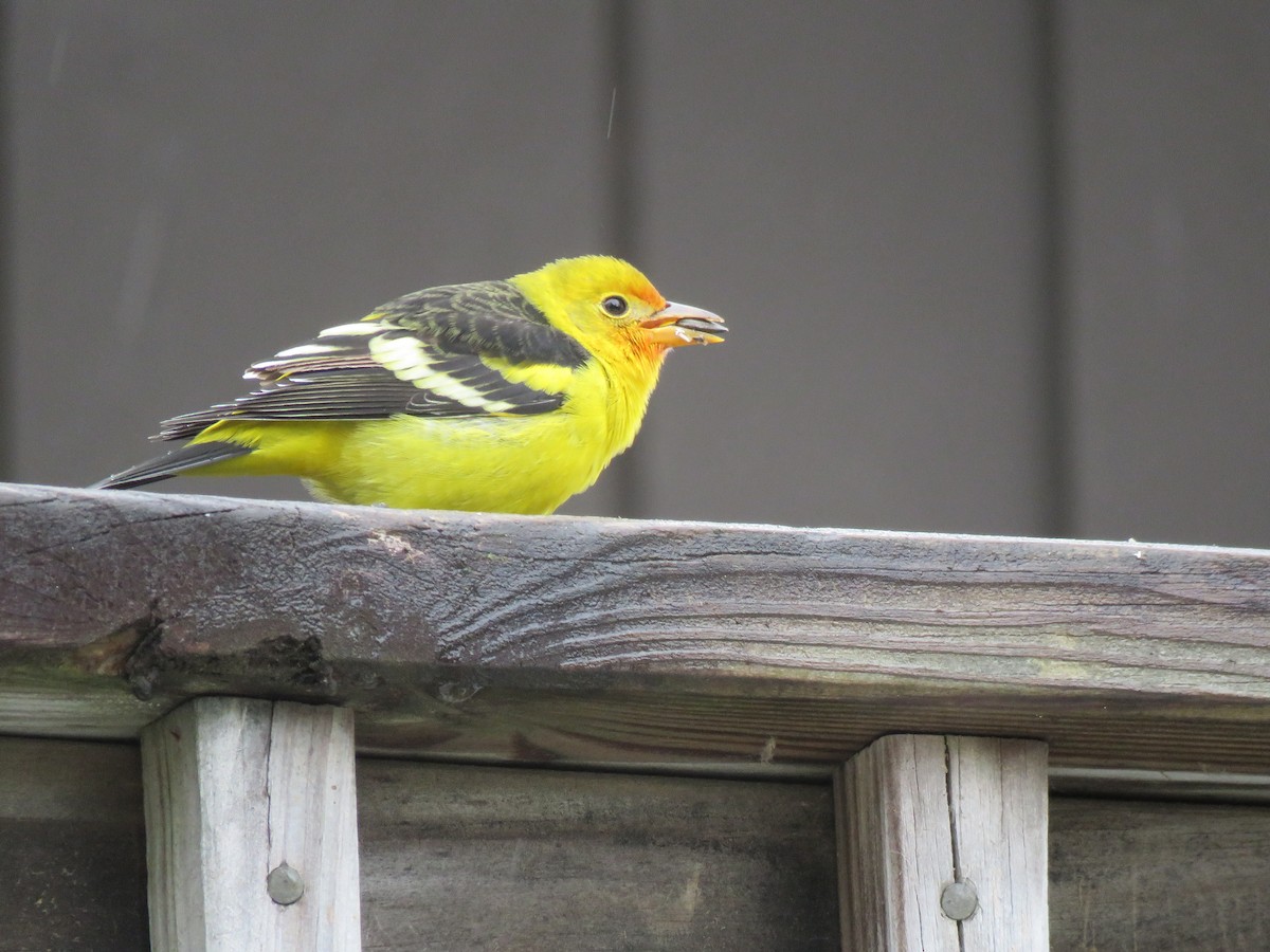 Western Tanager - ML645179321