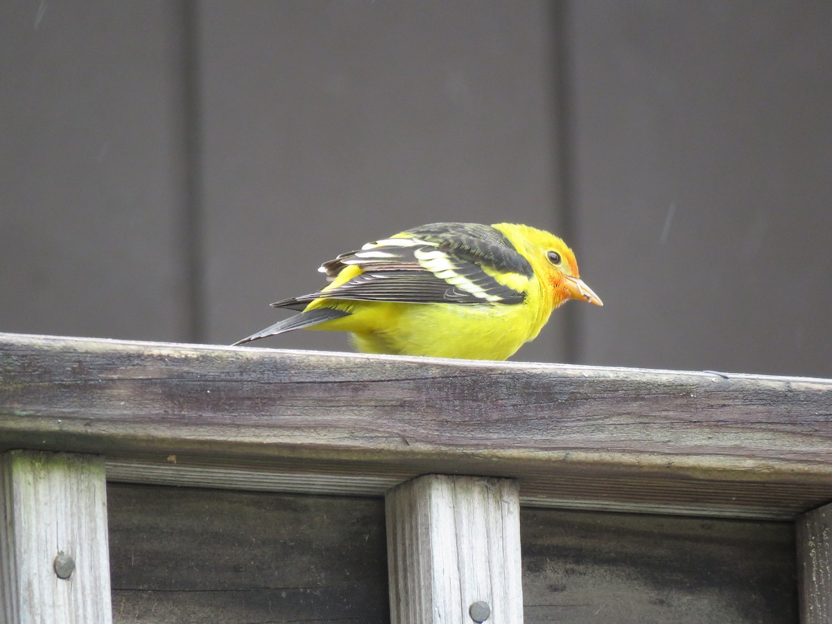 Western Tanager - ML645179323