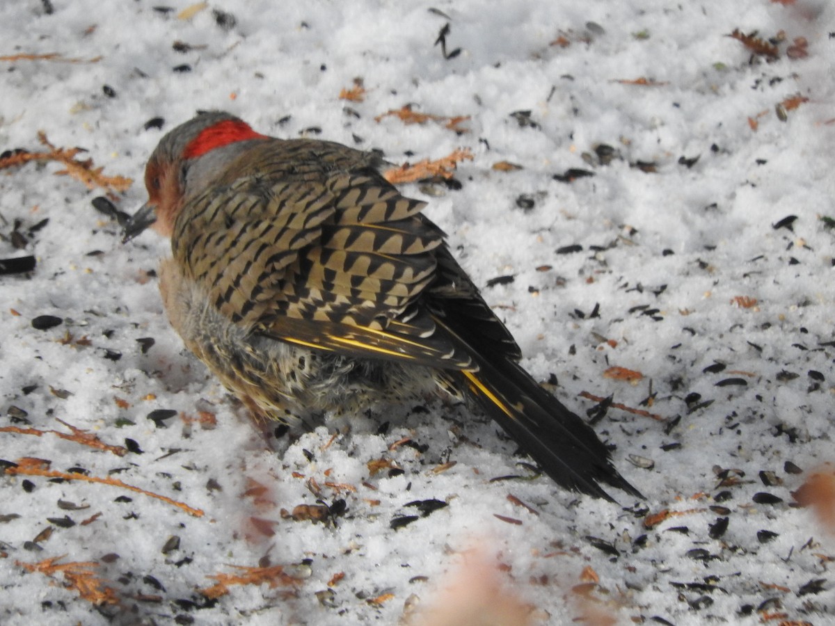 Northern Flicker - ML645179329