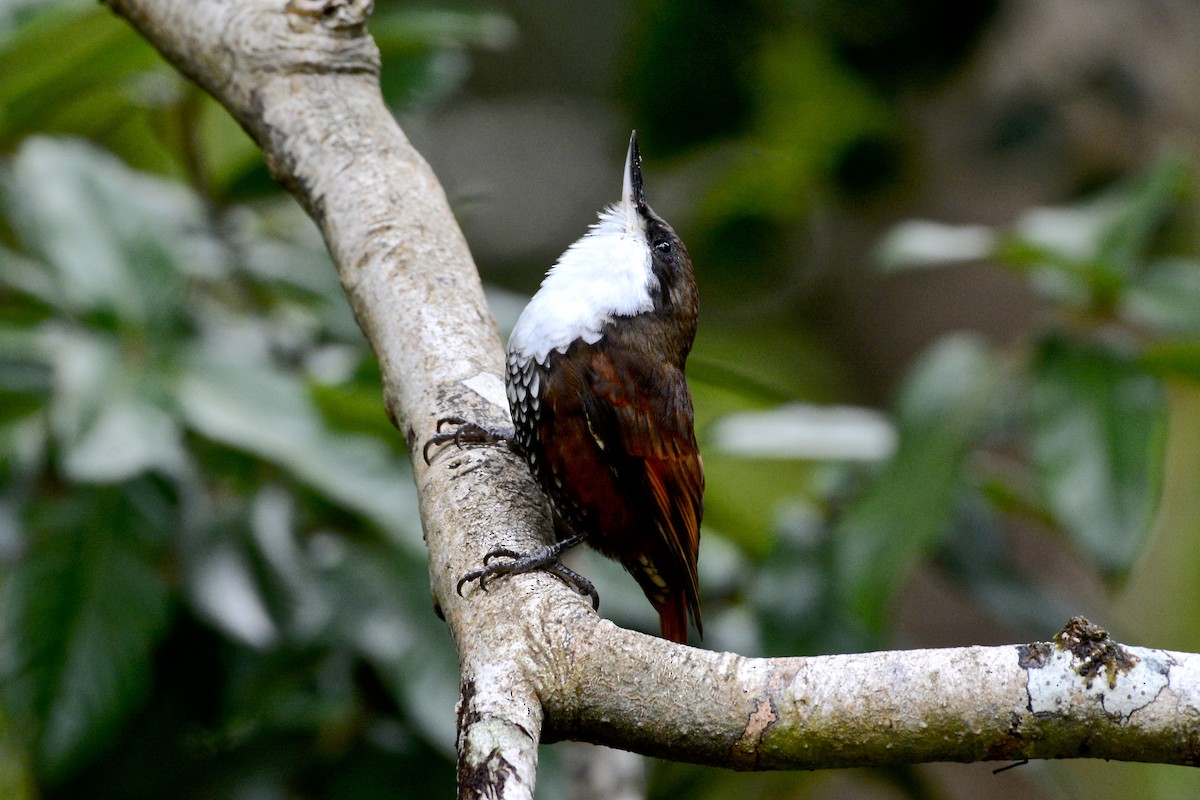 White-throated Treerunner - ML645179332