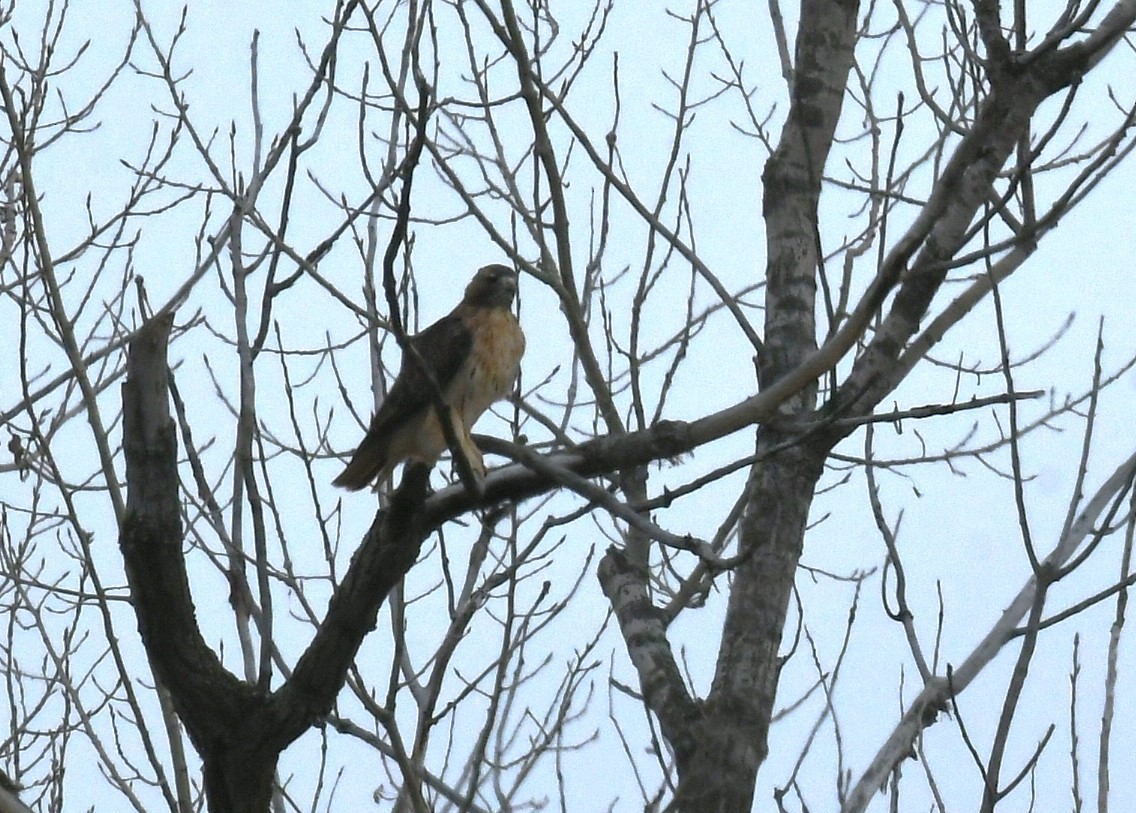 Red-tailed Hawk - ML645179334