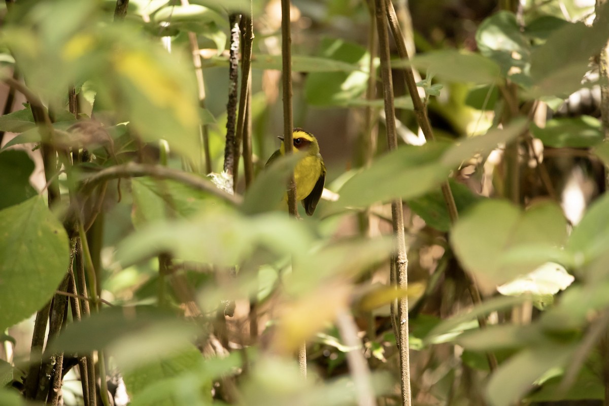 Golden-browed Warbler - ML645179347