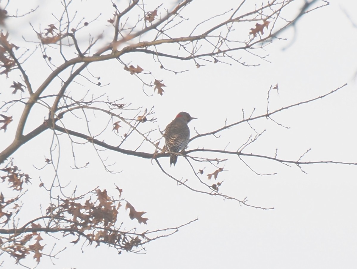 datel zlatý - ML645179353