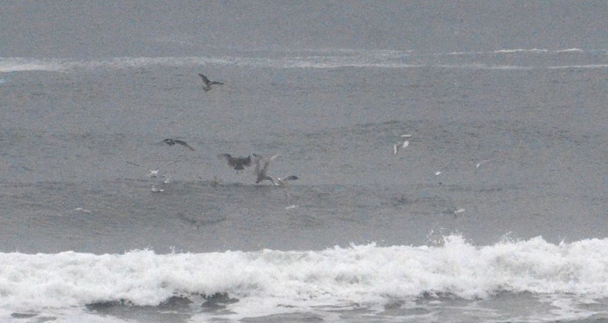 Gabbiano di Bonaparte - ML645179355