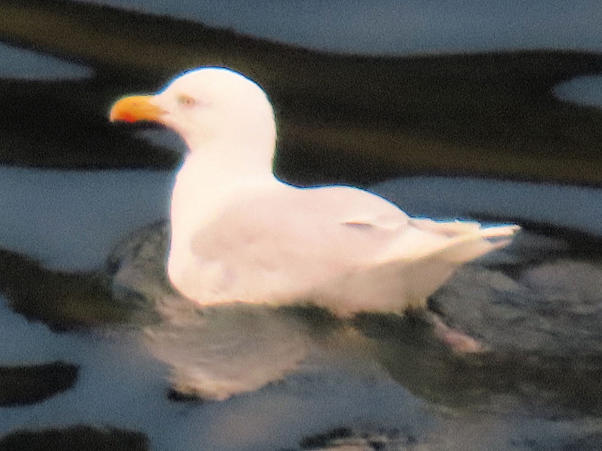 Gavión Hiperbóreo - ML645179359