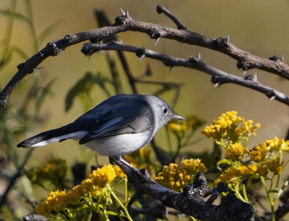 Blue-gray Gnatcatcher - ML645179360