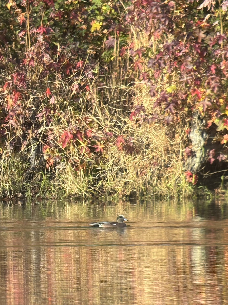 American Wigeon - ML645179362