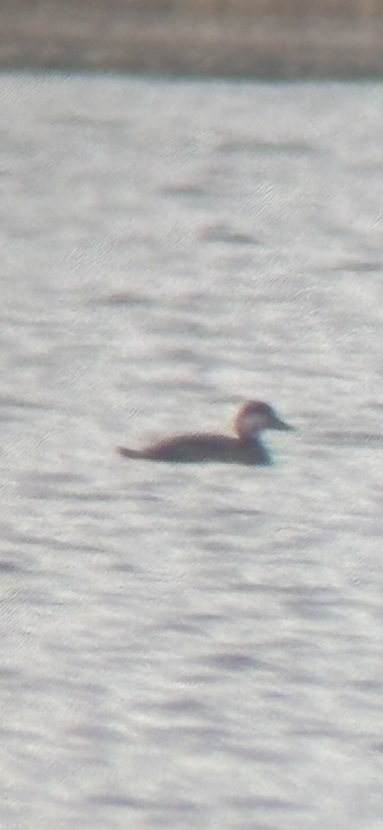 Савка американська - ML645179363