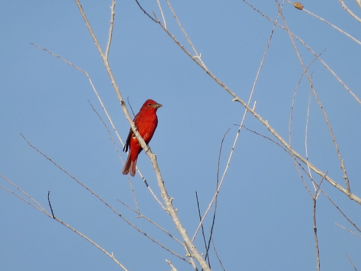 Summer Tanager - ML645179364