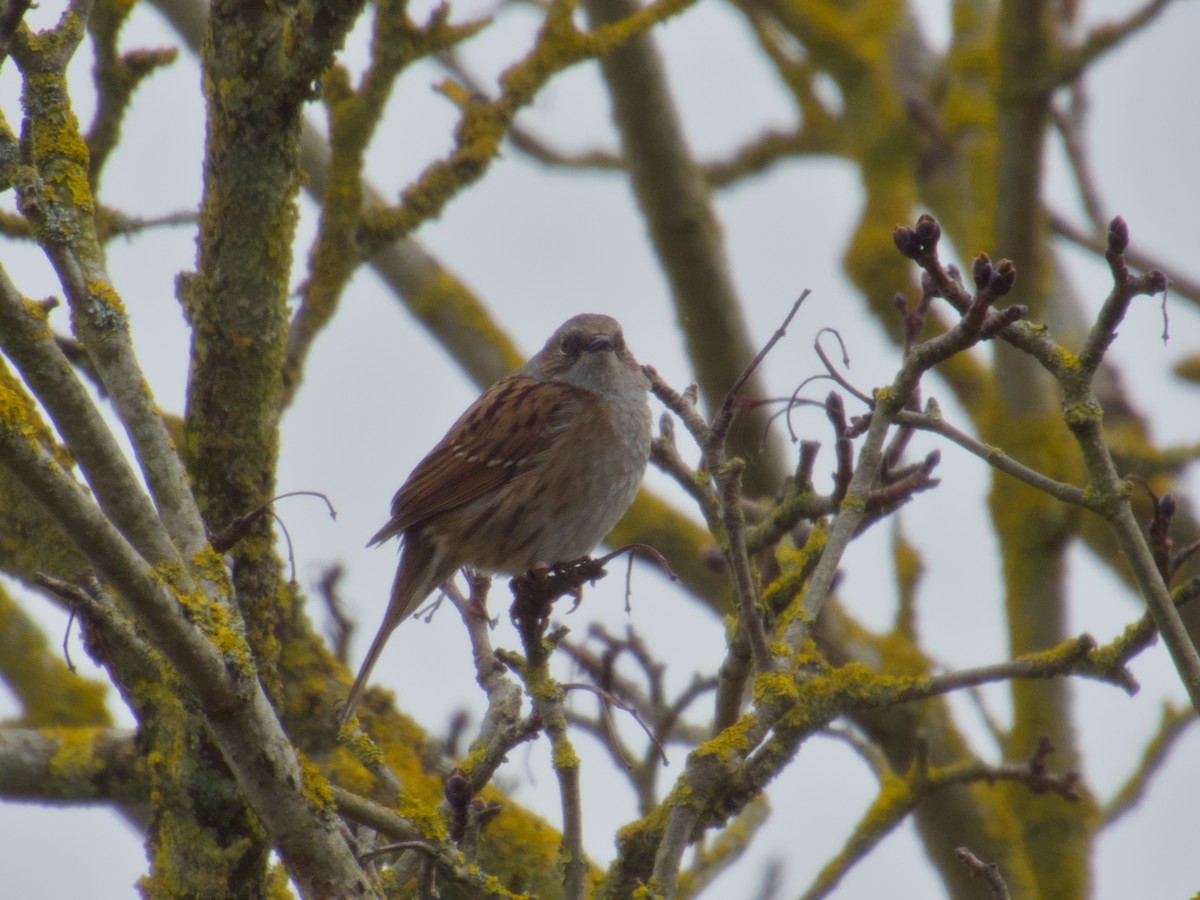 Dunnock - ML645179366