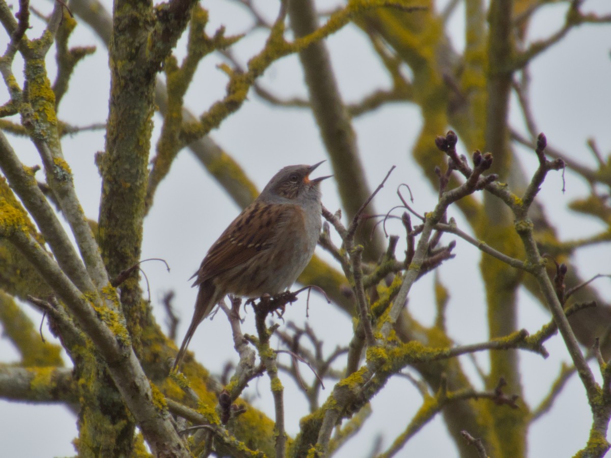 Dunnock - ML645179367