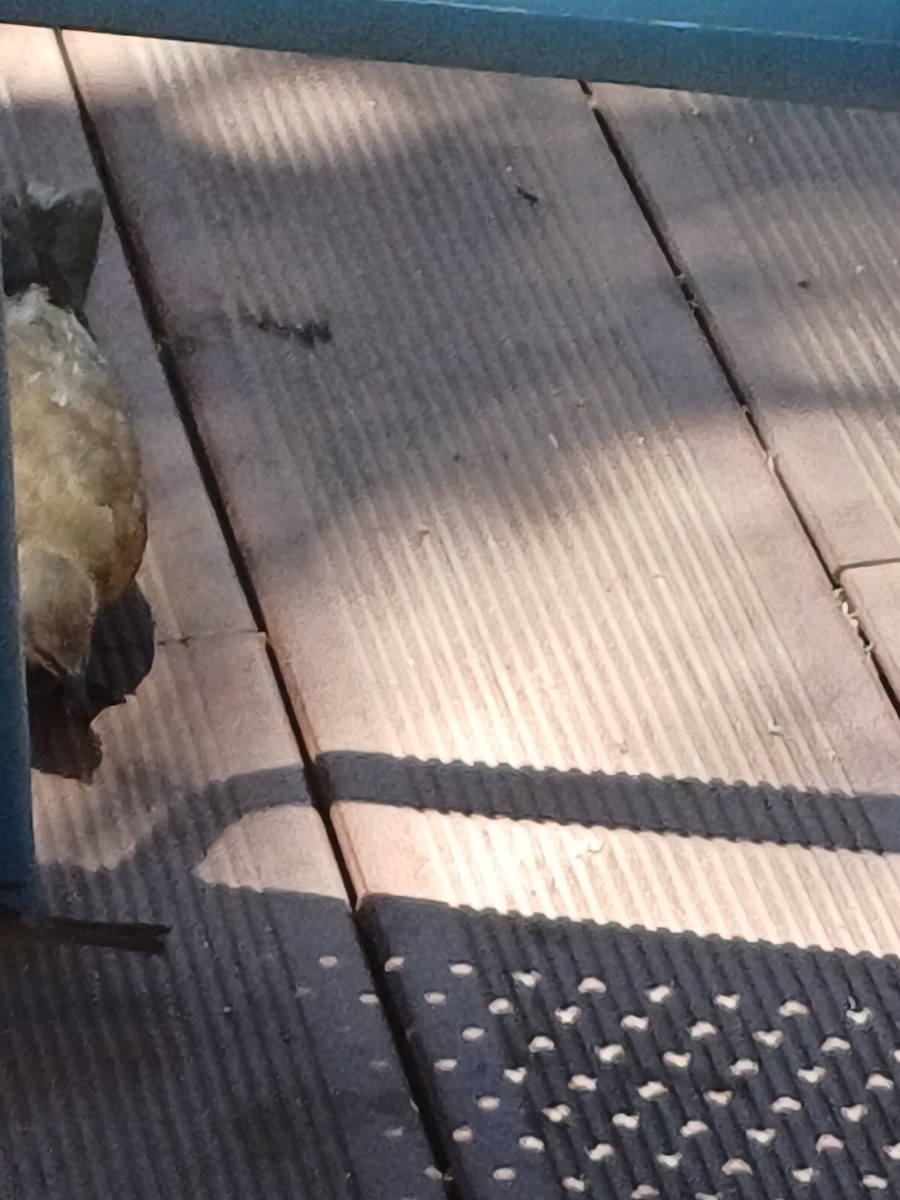 Eurasian Collared-Dove - ML645179369