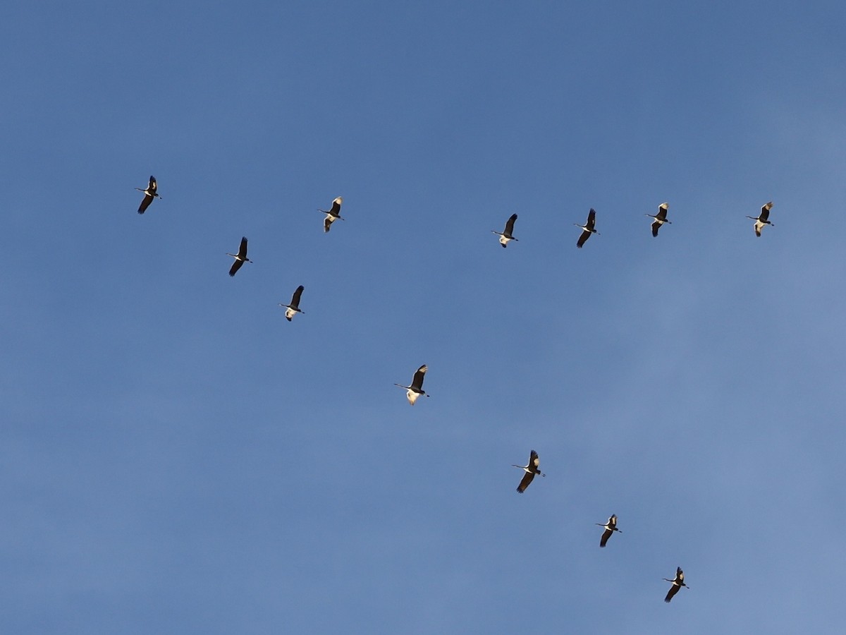 Sandhill Crane - ML645179370