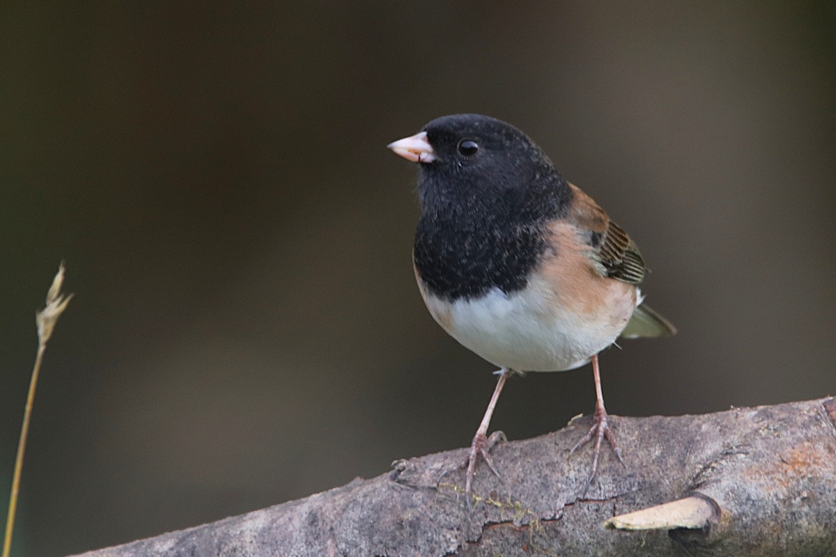Dark-eyed Junco - ML645179371