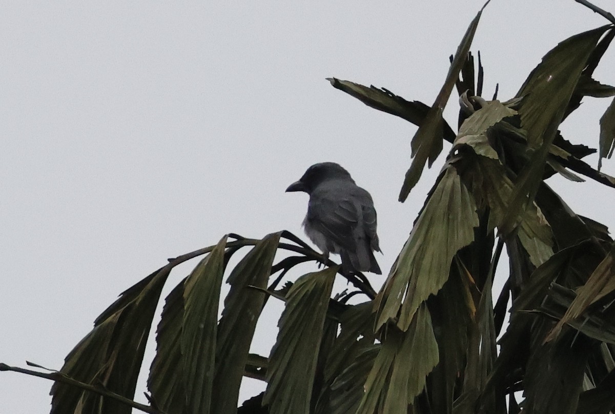 Malayan Cuckooshrike - ML645179372