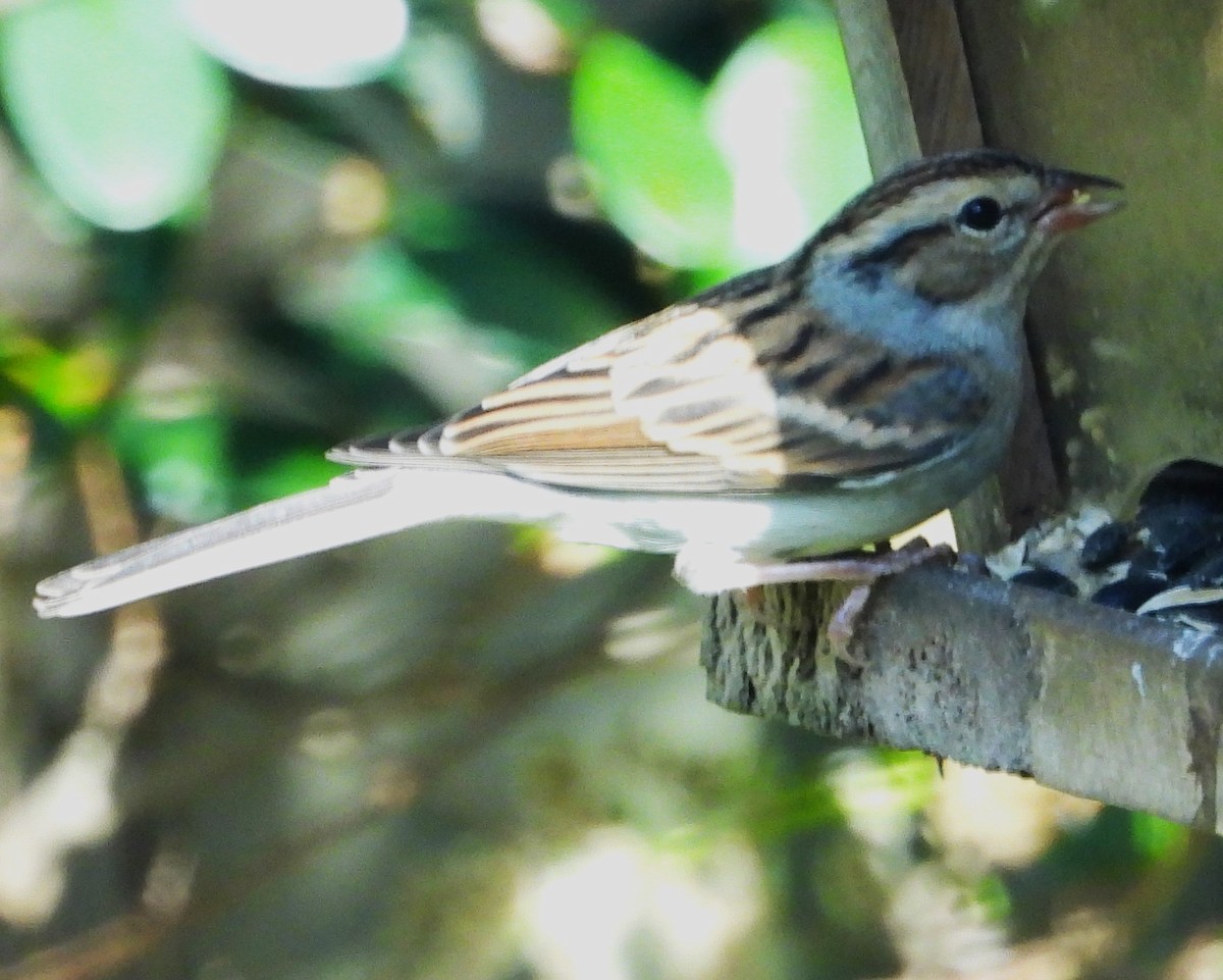 Chipping Sparrow - ML645179374