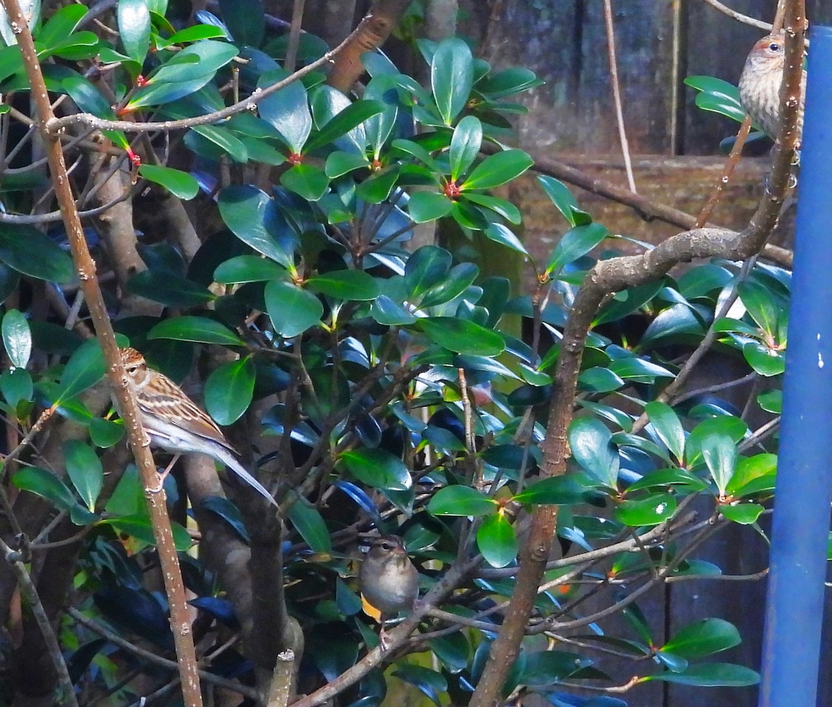 Chipping Sparrow - ML645179375