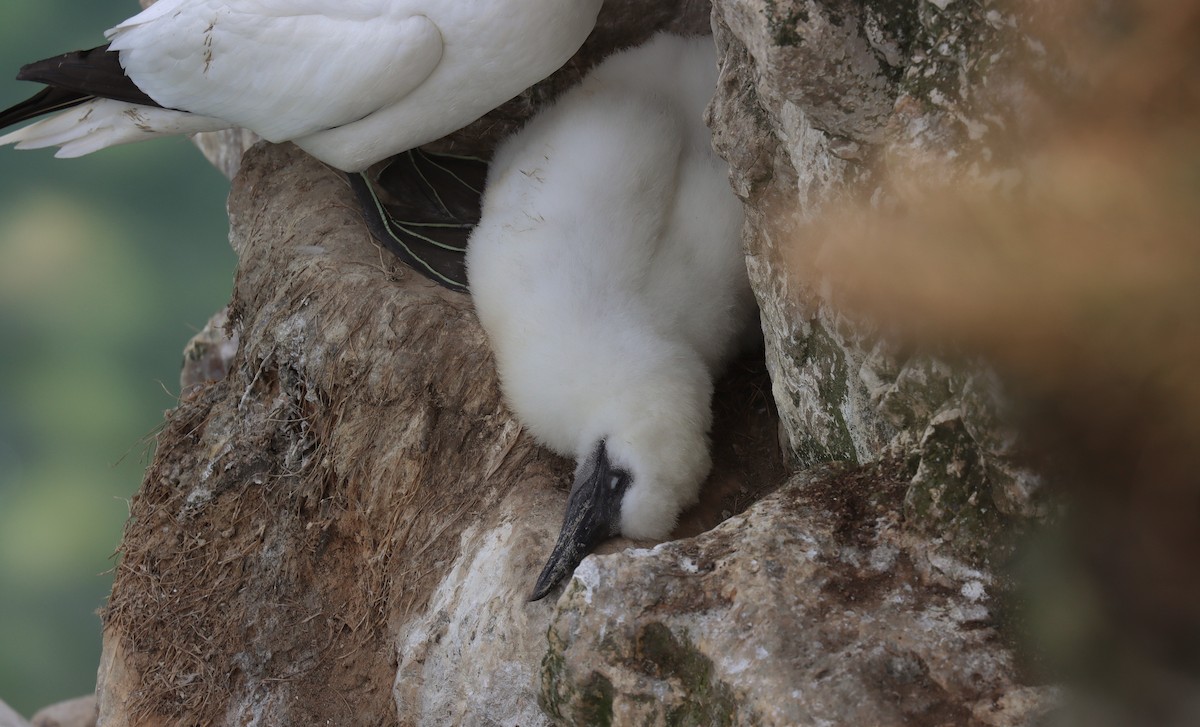 Northern Gannet - ML645179376