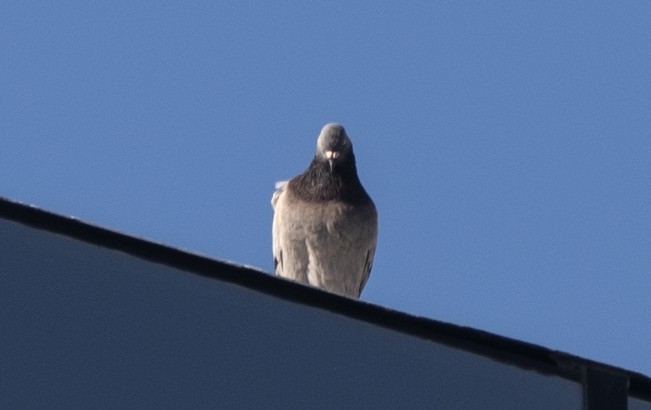 Rock Pigeon (Feral Pigeon) - ML645179377