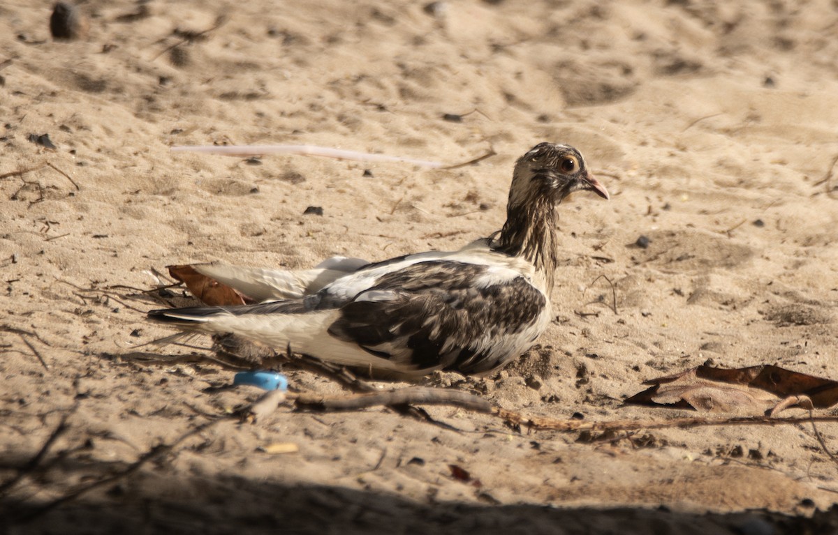 Rock Pigeon (Feral Pigeon) - ML645179378