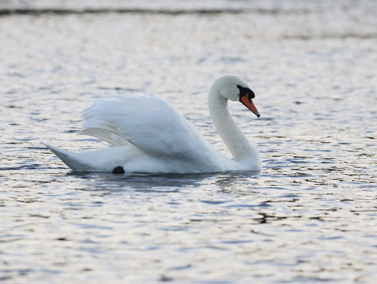 Mute Swan - ML645179379