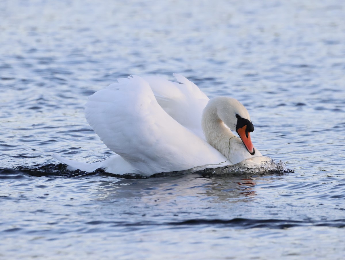 Mute Swan - ML645179380