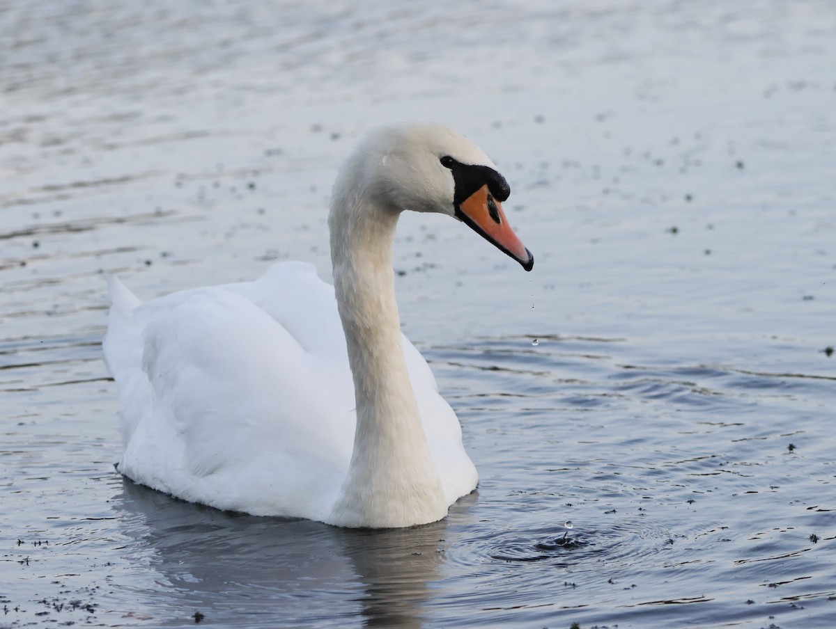 Mute Swan - ML645179381