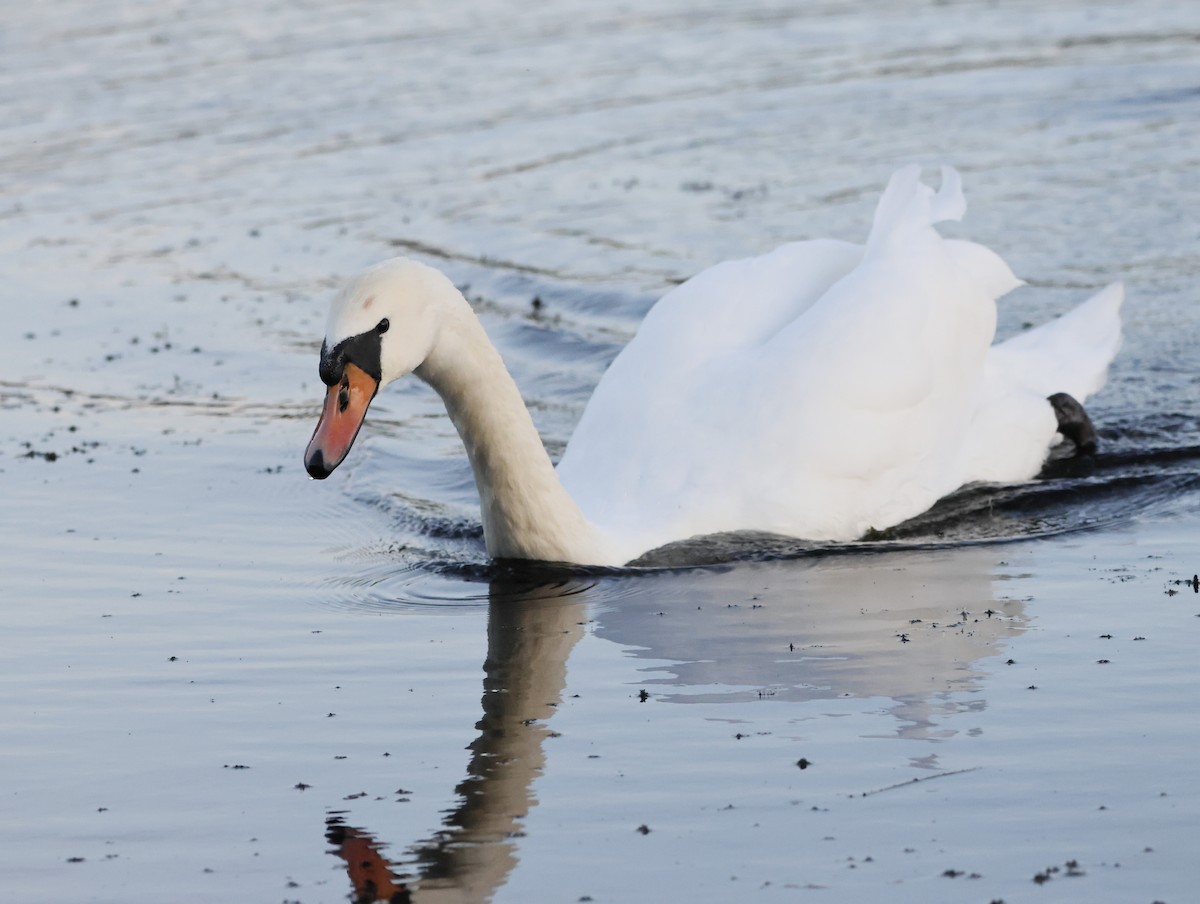 Mute Swan - ML645179382
