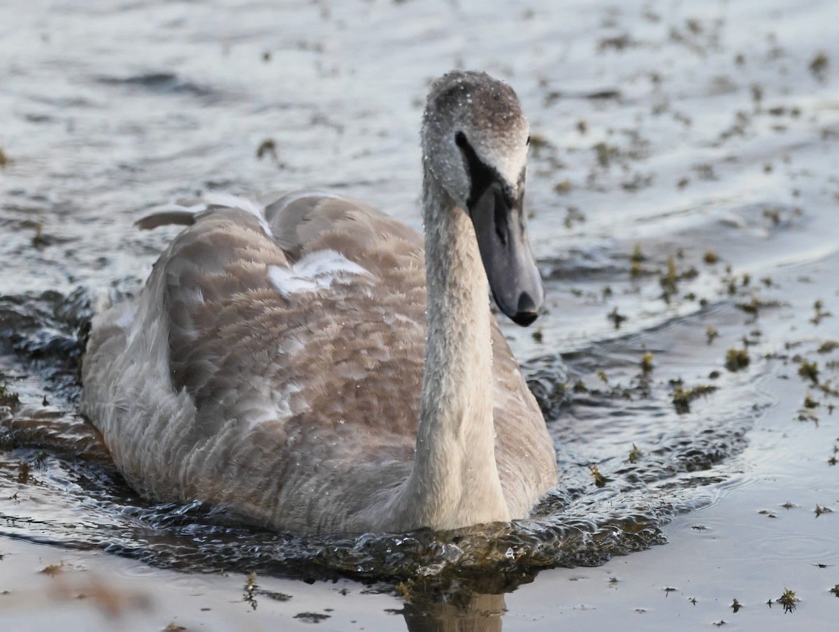 Mute Swan - ML645179383