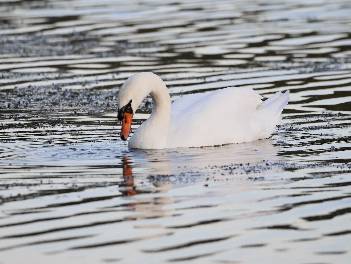 Mute Swan - ML645179384