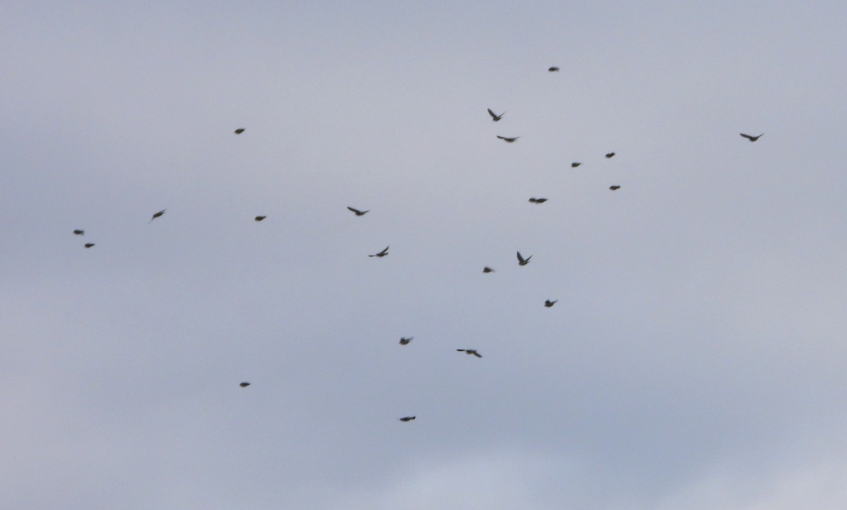 Cedar Waxwing - ML645179385