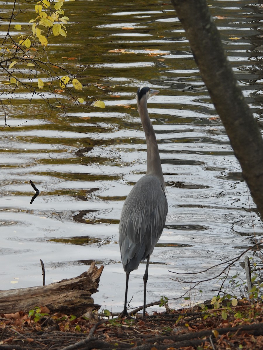 Great Blue Heron - ML645179388