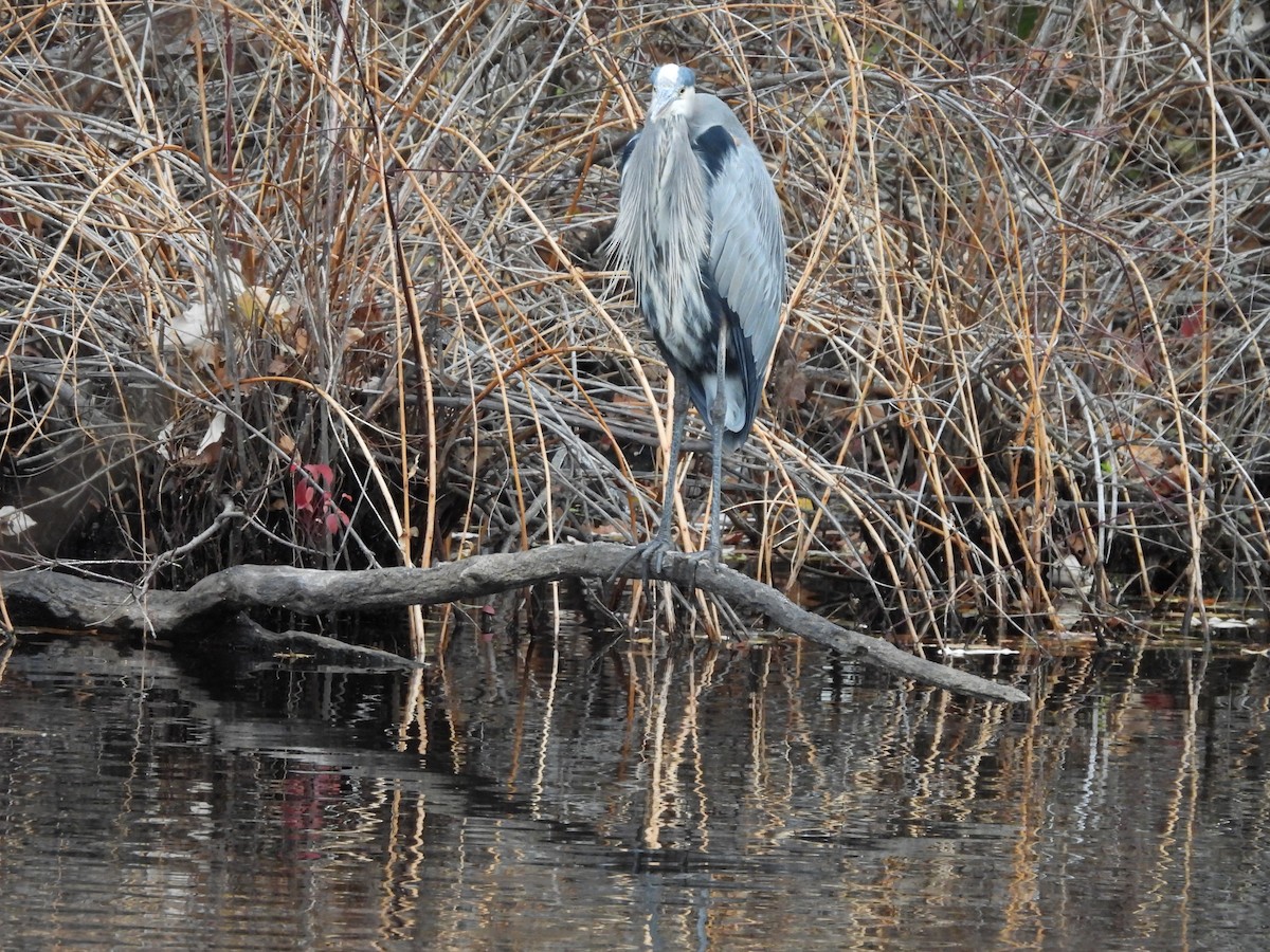 Great Blue Heron - ML645179389