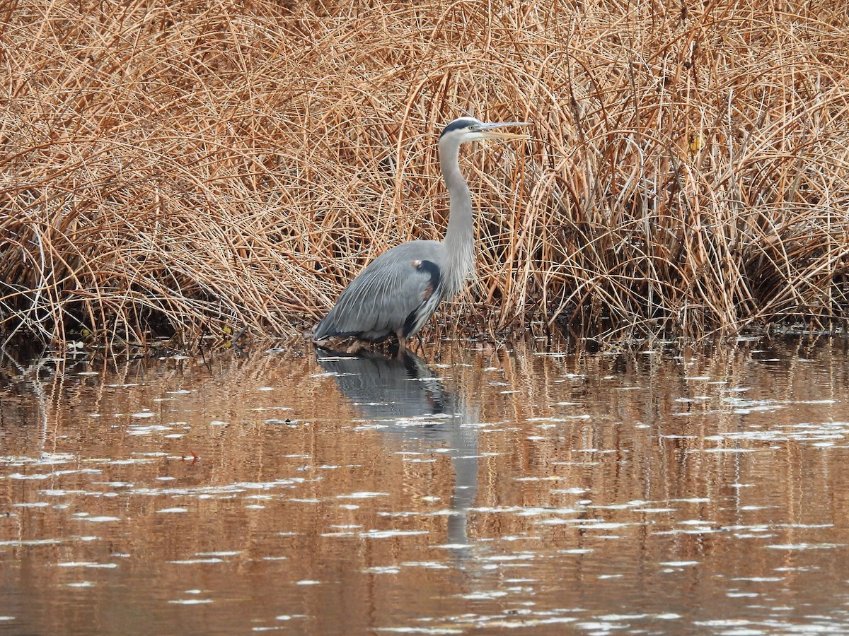 Great Blue Heron - ML645179390