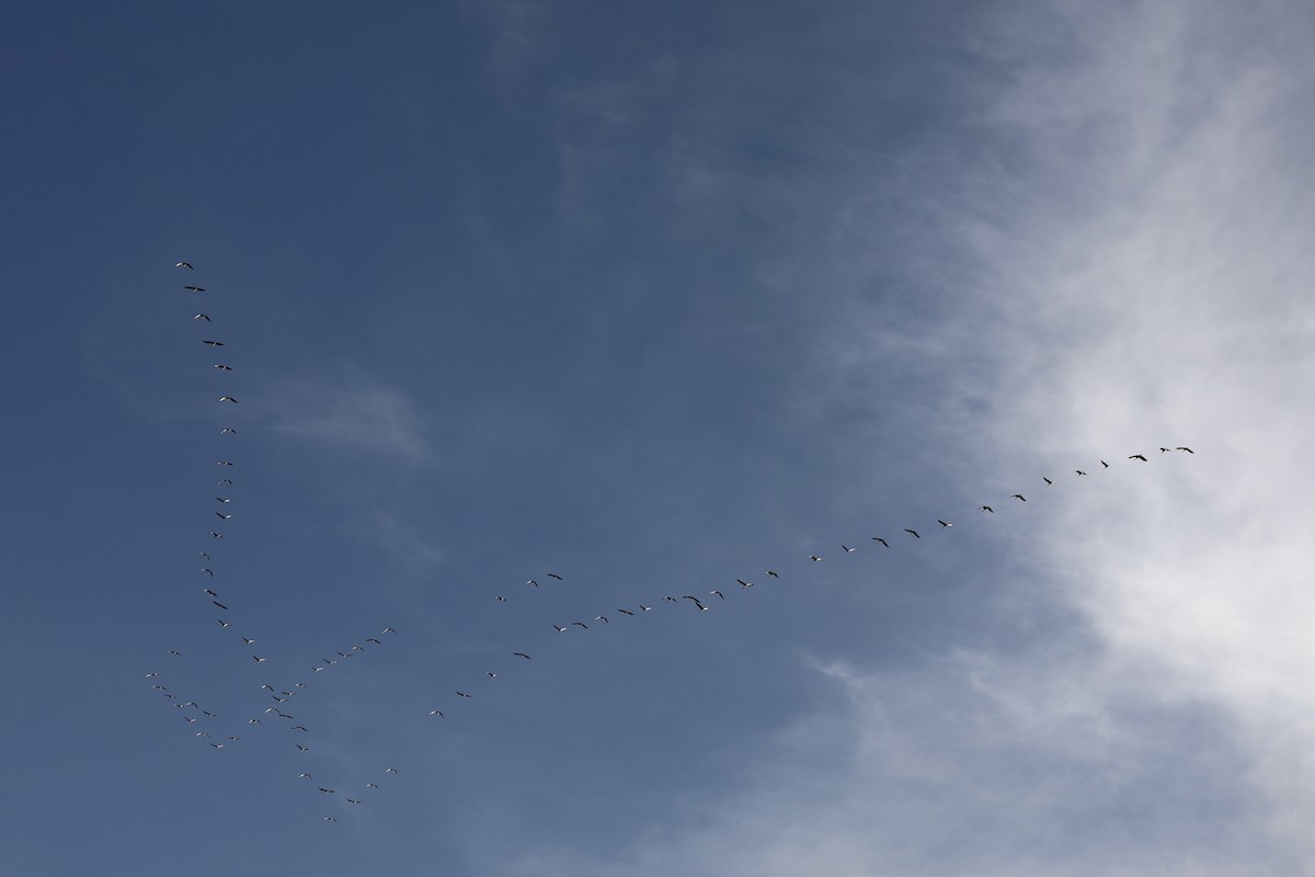 Sandhill Crane - ML645179391