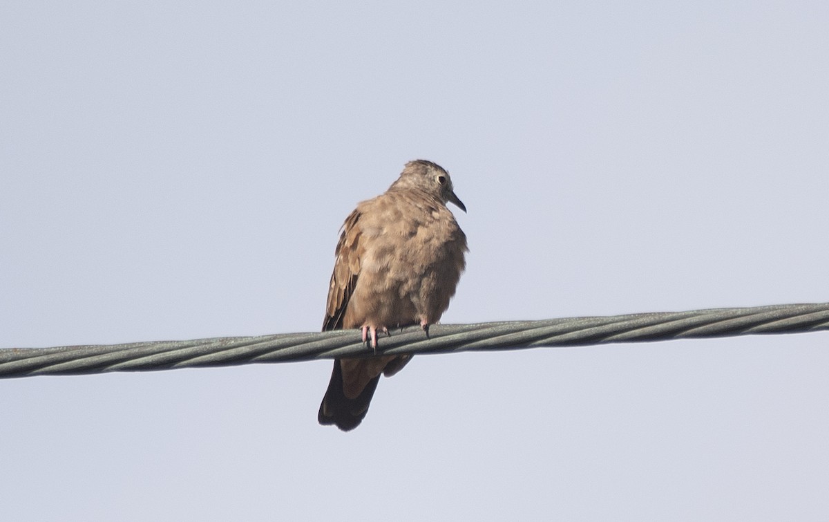 Ruddy Ground Dove - ML645179393
