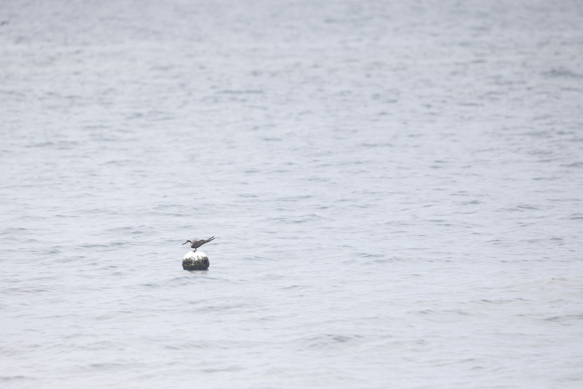 Bridled Tern - ML645179395