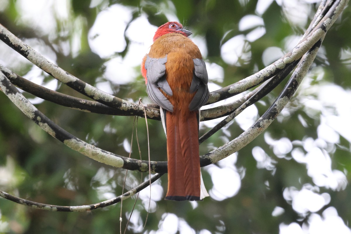 rødhodetrogon - ML645179399